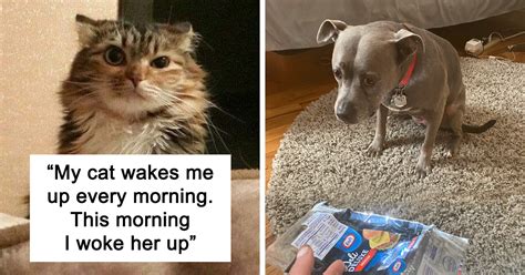 funniest cat and dog tweets this week